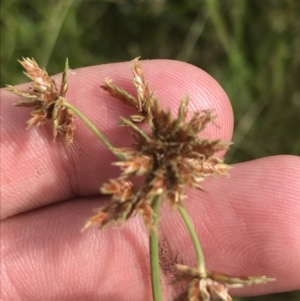 Cyperus lhotskyanus at O'Malley, ACT - 5 Feb 2022 03:35 PM