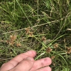 Cyperus lhotskyanus at O'Malley, ACT - 5 Feb 2022 03:35 PM