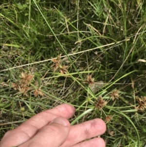 Cyperus lhotskyanus at O'Malley, ACT - 5 Feb 2022 03:35 PM