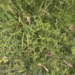 Persicaria prostrata at O'Malley, ACT - 5 Feb 2022