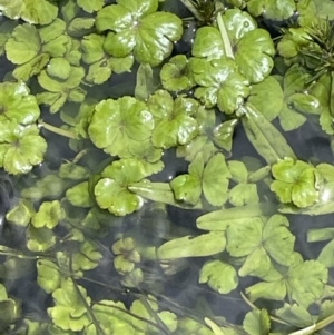 Hydrocotyle rivularis at Mount Clear, ACT - 5 Feb 2022 01:57 PM