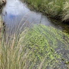 Hydrocotyle rivularis at Mount Clear, ACT - 5 Feb 2022