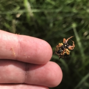 Austracantha minax at O'Malley, ACT - 5 Feb 2022 03:39 PM