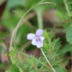 Viola sieberiana (A Violet) at Mongarlowe River - 5 Feb 2022 by LisaH