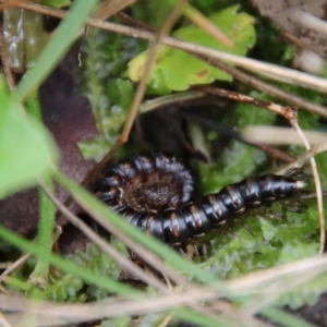 Paradoxosomatidae sp. (family) at Mongarlowe, NSW - suppressed