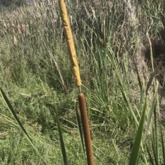 Typha domingensis (Bullrush) at O'Malley, ACT - 5 Feb 2022 by Tapirlord