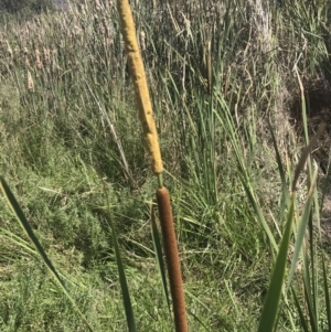 Typha domingensis at O'Malley, ACT - 5 Feb 2022 03:42 PM