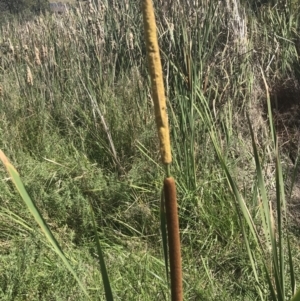 Typha domingensis at O'Malley, ACT - 5 Feb 2022 03:42 PM