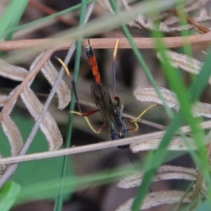 Heteropelma scaposum at Mongarlowe, NSW - 5 Feb 2022