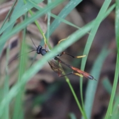 Heteropelma scaposum at Mongarlowe, NSW - 5 Feb 2022