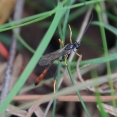 Heteropelma scaposum at Mongarlowe, NSW - 5 Feb 2022