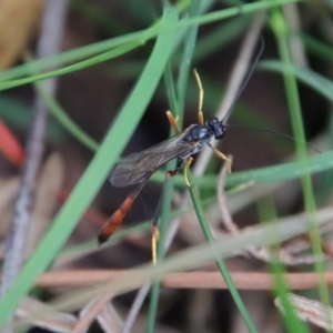 Heteropelma scaposum at Mongarlowe, NSW - 5 Feb 2022