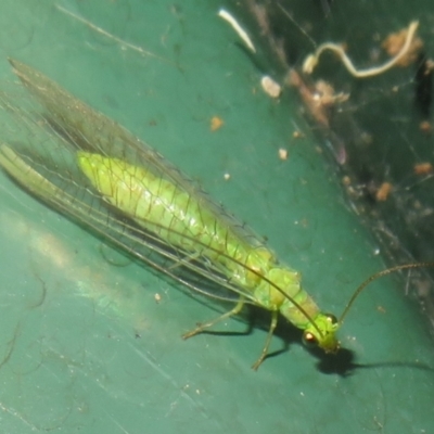 Mallada traviatus (Goldeneye Lacewing) at Flynn, ACT - 5 Feb 2022 by Christine