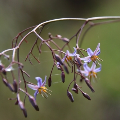 Dianella longifolia (Pale Flax Lily) at Mongarlowe, NSW - 5 Feb 2022 by LisaH