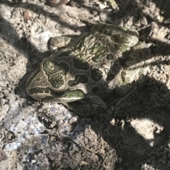 Limnodynastes tasmaniensis (Spotted Grass Frog) at O'Malley, ACT - 5 Feb 2022 by Tapirlord