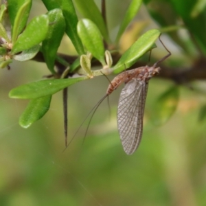 Ephemeroptera (order) at Mongarlowe, NSW - 5 Feb 2022