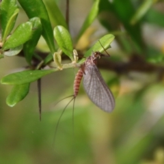 Ephemeroptera (order) at Mongarlowe, NSW - 5 Feb 2022