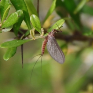 Ephemeroptera (order) at Mongarlowe, NSW - suppressed