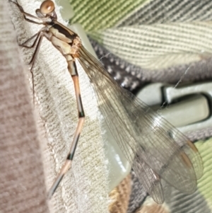 Austrolestes leda at Hereford Hall, NSW - 5 Feb 2022 04:04 PM