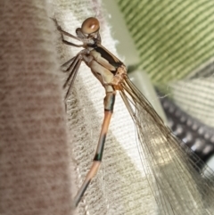 Austrolestes leda at Hereford Hall, NSW - 5 Feb 2022