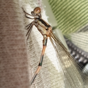 Austrolestes leda at Hereford Hall, NSW - 5 Feb 2022 04:04 PM