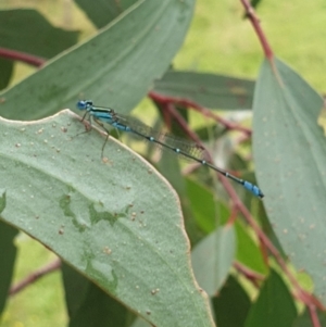 Austroagrion watsoni at Hereford Hall, NSW - 5 Feb 2022 01:43 PM