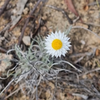 Leucochrysum albicans (Hoary Sunray) at West Stromlo - 5 Feb 2022 by AaronClausen