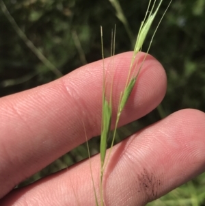 Microlaena stipoides at O'Malley, ACT - 5 Feb 2022