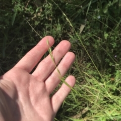 Microlaena stipoides at O'Malley, ACT - 5 Feb 2022