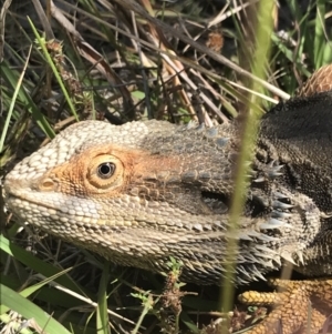 Pogona barbata at O'Malley, ACT - suppressed