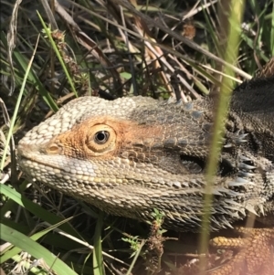 Pogona barbata at O'Malley, ACT - suppressed