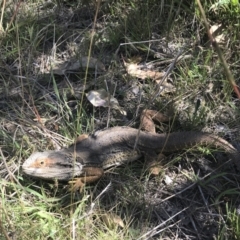 Pogona barbata at O'Malley, ACT - suppressed