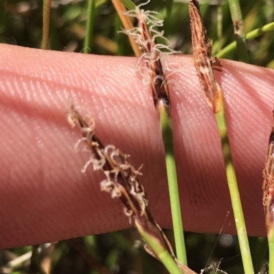 Eleocharis atricha (Tuber Spikerush) at Mount Mugga Mugga - 5 Feb 2022 by Tapirlord