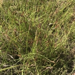 Eleocharis atricha at O'Malley, ACT - 5 Feb 2022