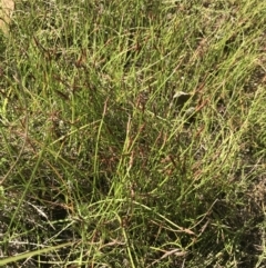 Eleocharis atricha at O'Malley, ACT - 5 Feb 2022