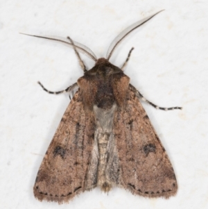 Agrotis porphyricollis at Melba, ACT - 2 Dec 2021