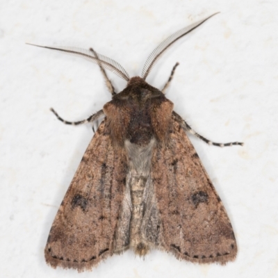 Agrotis porphyricollis (Variable Cutworm) at Melba, ACT - 1 Dec 2021 by kasiaaus