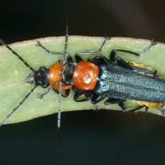 Chauliognathus tricolor (Tricolor soldier beetle) at Bango, NSW - 3 Feb 2022 by jb2602