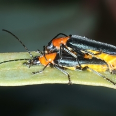 Chauliognathus tricolor at Bango, NSW - 3 Feb 2022