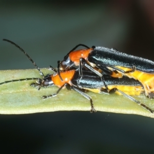Chauliognathus tricolor at Bango, NSW - 3 Feb 2022 11:00 AM