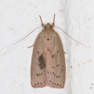 Garrha carnea at Melba, ACT - 2 Dec 2021 12:37 AM