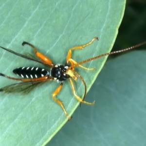 Echthromorpha intricatoria at Bango, NSW - 3 Feb 2022