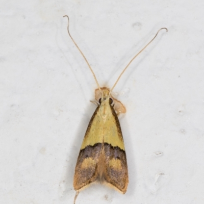 Crocanthes prasinopis (A Curved -horn moth) at Melba, ACT - 2 Dec 2021 by kasiaaus