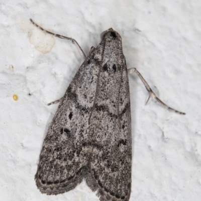 Heteromicta pachytera (Galleriinae subfamily moth) at Melba, ACT - 2 Dec 2021 by kasiaaus