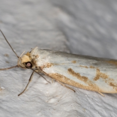 Philobota cretacea (A concealer moth) at Melba, ACT - 2 Dec 2021 by kasiaaus