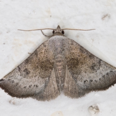 Mataeomera mesotaenia (Large Scale Moth) at Melba, ACT - 1 Dec 2021 by kasiaaus