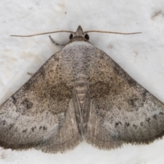 Mataeomera mesotaenia at Melba, ACT - 2 Dec 2021