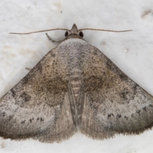 Mataeomera mesotaenia at Melba, ACT - 2 Dec 2021