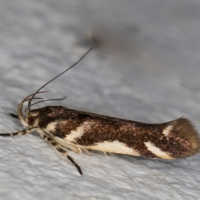 Macrobathra heminephela (Silver Wattle Moth) at Melba, ACT - 1 Dec 2021 by kasiaaus