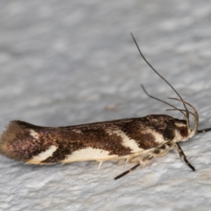 Macrobathra heminephela at Melba, ACT - 2 Dec 2021